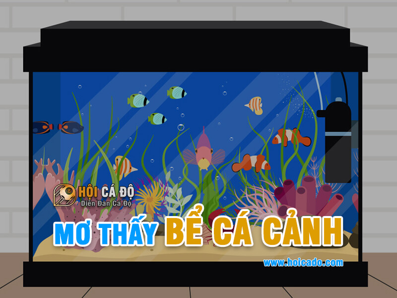 Phân tích ý nghĩa giấc mơ thấy bể cá cảnh