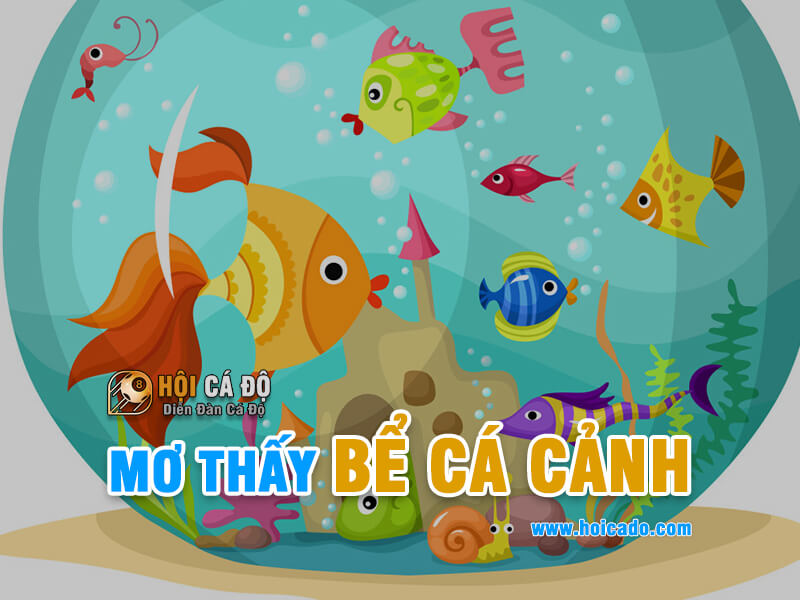 Giải mã giấc mơ thấy bể cá cảnh đánh lô đề