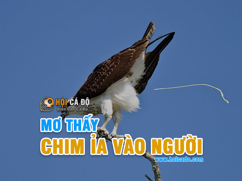 Mơ chim ỉa vào người đánh con gì ?
