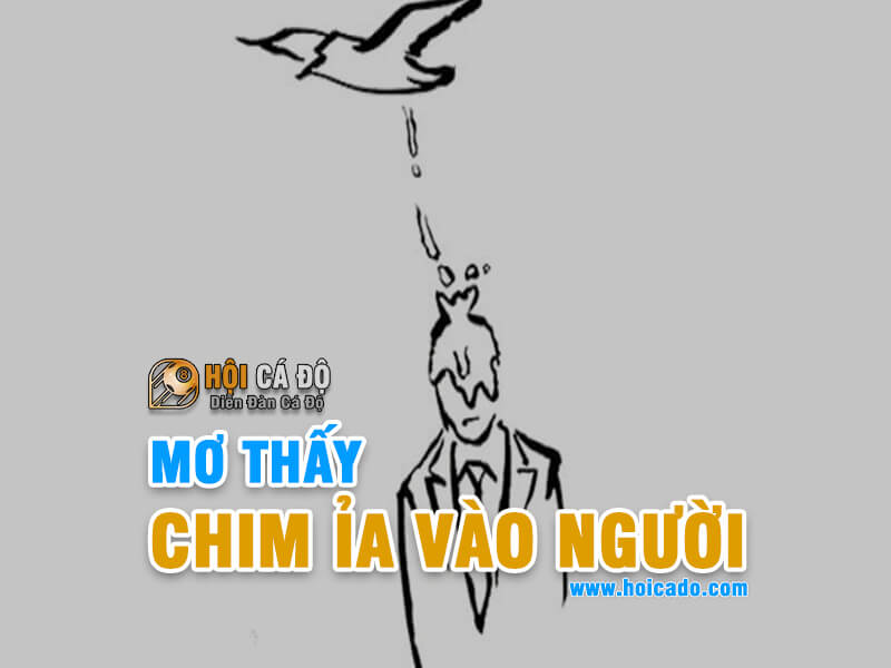 Giải mã điềm báo mơ chim ỉa vào người