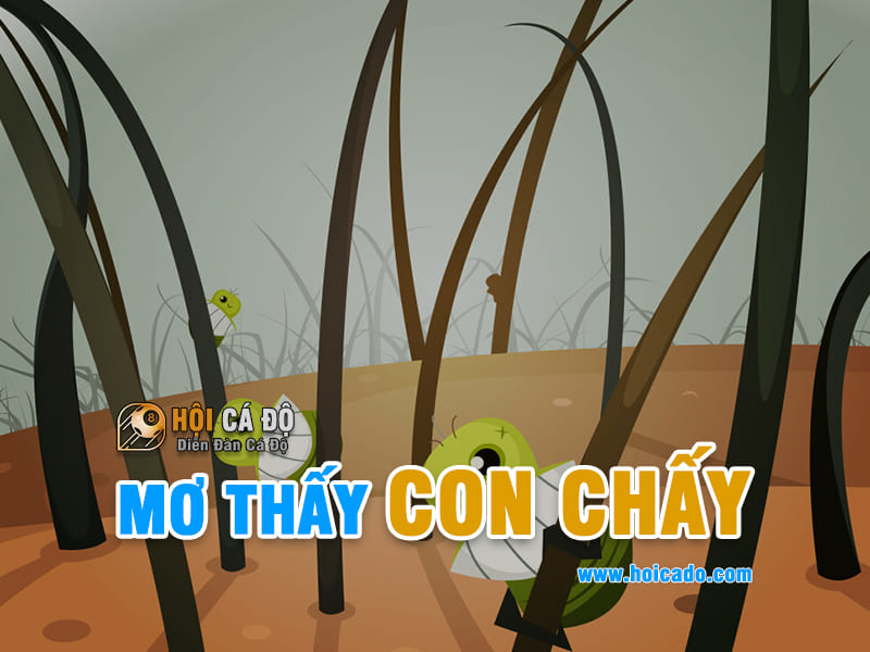 Giải mã điềm báo mơ thấy con chấy