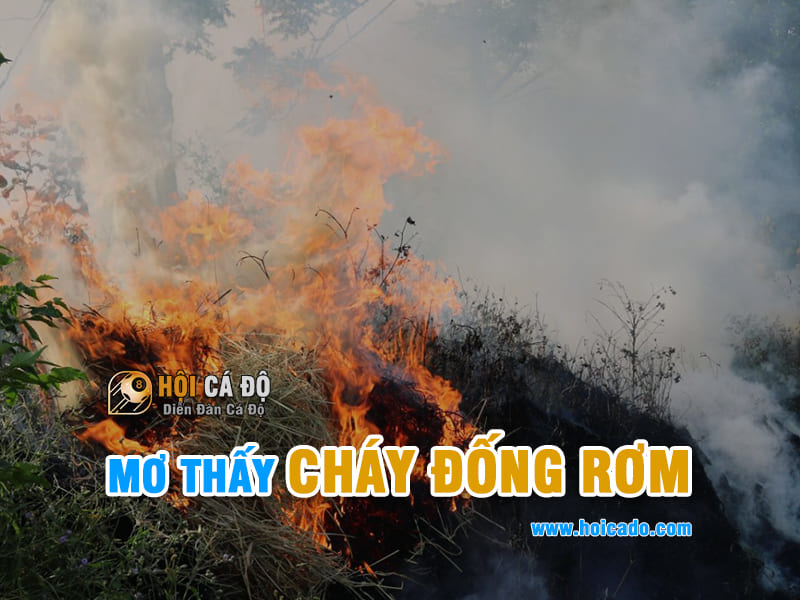Ngủ mơ cháy đống rơm đánh con gì ?