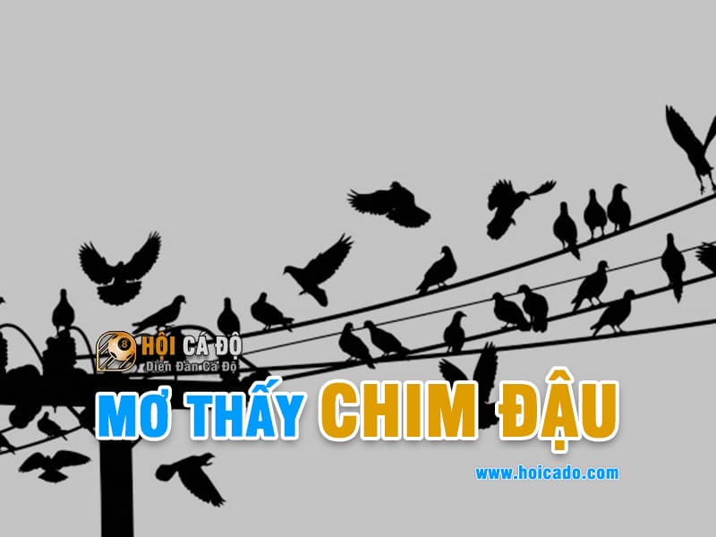 Mơ thấy chim đậu đánh con gì chuẩn ?