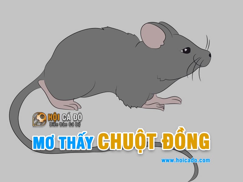 Ngủ mơ thấy chuột đồng đánh con gì ?