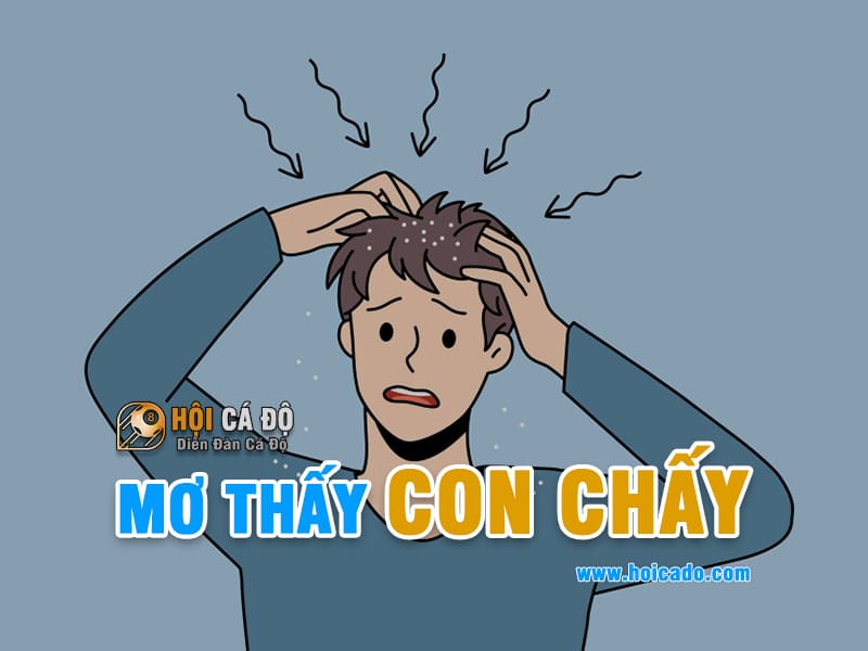 Mơ thấy con chấy đánh lô đề số nào ?
