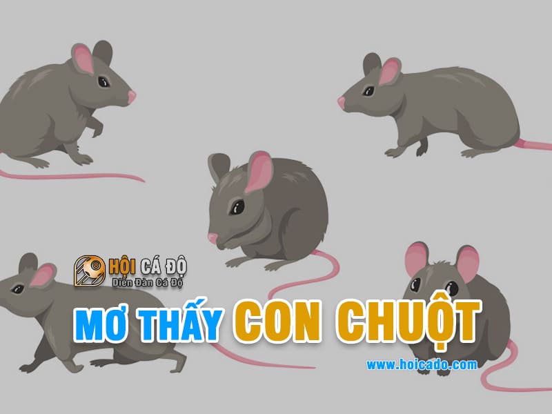 Mơ thấy con chuột đánh con gì ?